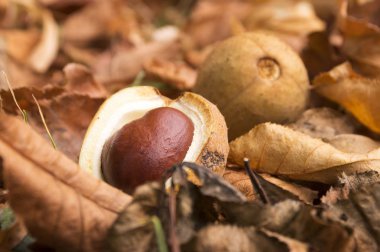 Aesculus hippocastanum, kahverengi at kestanesi, sincap ağaç meyve ot ve kuru yaprakları yere olgunlaştı