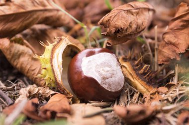 Aesculus hippocastanum, kahverengi at kestanesi, sincap ağaç meyve ot ve kuru yaprakları yere olgunlaştı