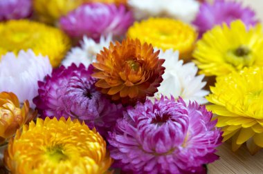 Çiçek arka plan, Xerochrysum bracteatum, altın sonsuz, strawflower Kuru çiçekler