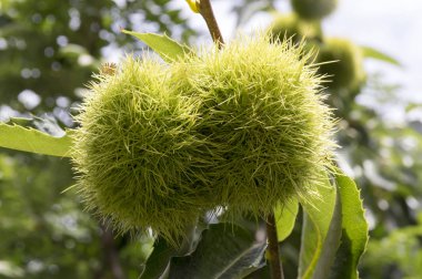 Castanea sativa, sweet chestnuts hidden in spiny cupules, tasty brownish nuts marron fruits, branches with leaves clipart
