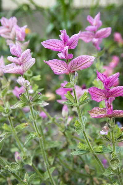 Salvia Viridis Clary Anual Orval Flor — Foto de Stock