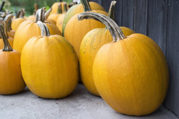 Winterpompoen Kruipende Plant Ronde Oblate Ovale Vorm Cucurbita Pepo Styriaca — Stockfoto