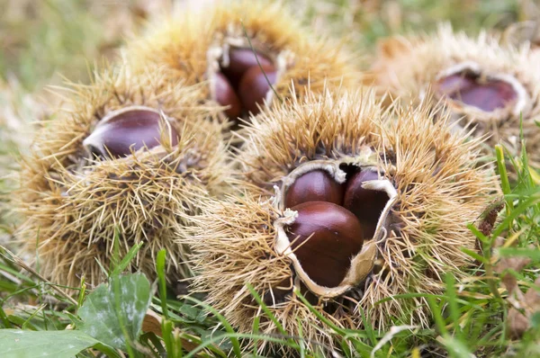 Castanea sativa, sweet chestnut, marron fruits, spiny cupules in green autumnal grass