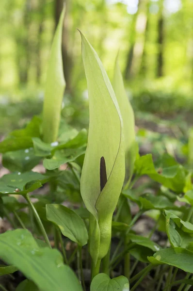 Arum Maculatum Bloom Snakeshead Adder Root Arum Lily Devils Angels — Stock Photo, Image