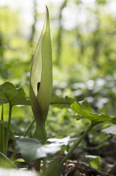 Арум цветущий, змеиный, змеиный корень, арум лилия, дьяволы и ангелы, коровы и быки, кукушка-пинта, боббинс, крахмал корень, будильник, капот монаха, валет на кафедре
