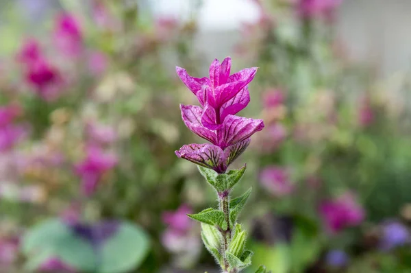 Salvia Viridis Clary Anual Orval Flor — Foto de Stock