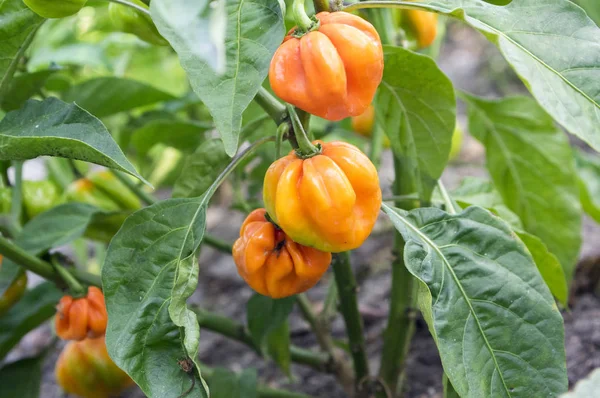 Capsicum Chinenses Habanero Red Ripening Very Hot Fruit Hanging Shrub — Stock Photo, Image