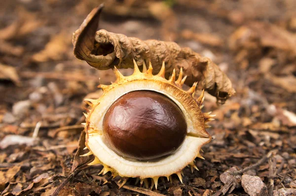 Aesculus Hippocastanum Castanhas Castanhas Conker Árvore Frutos Maduros Chão Grama — Fotografia de Stock