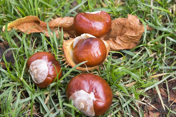 Aesculus Hippocastanum Braune Rosskastanien Conkerbaum Reife Früchte Auf Dem Boden — Stockfoto