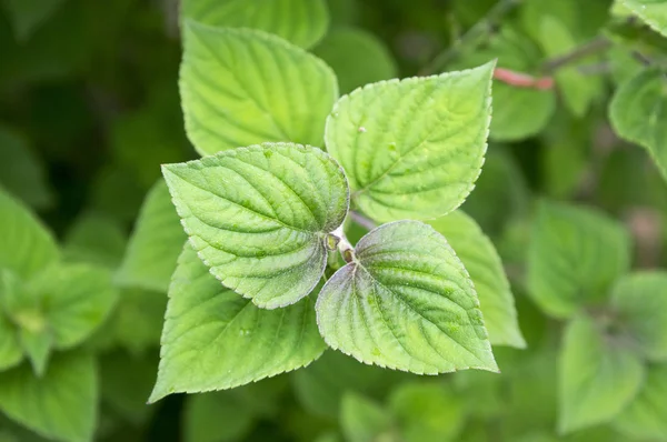 Ada çayı elegans - ananas Sage'nın kırmızı çiçek