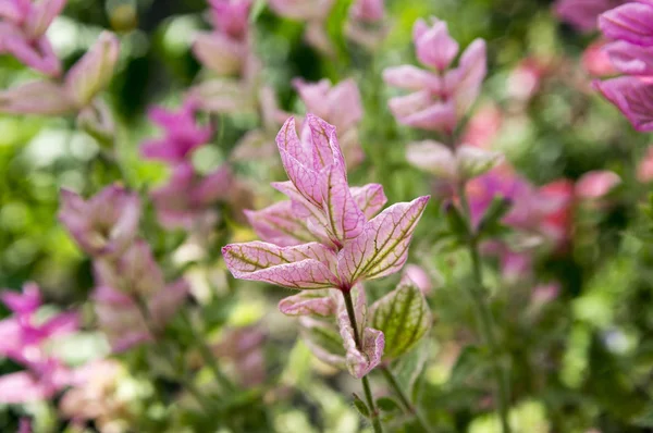 Salvia Viridis Clary Annuale Orval Fiore — Foto Stock