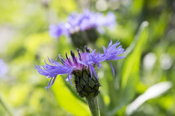 Blauwe Squarrose Knapweed Bloei — Stockfoto