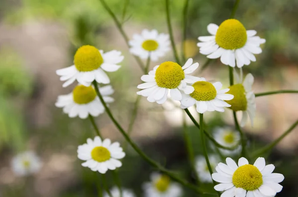 Chamomilla 이탈리아 Camomilla 카모마일 헝가리어 카모마일 Kamilla 카모마일 꽃에서 Mayweed — 스톡 사진