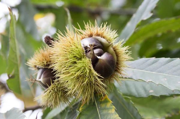Castanea sativa, sweet chestnut, marron fruits, spiny cupule opened with ripened tasty brownish nuts