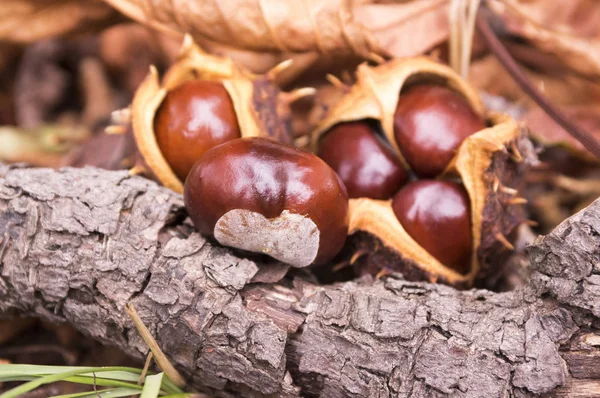 Aesculus Hippocastanum Braune Rosskastanien Conkerbaum Reife Früchte Auf Dem Boden — Stockfoto