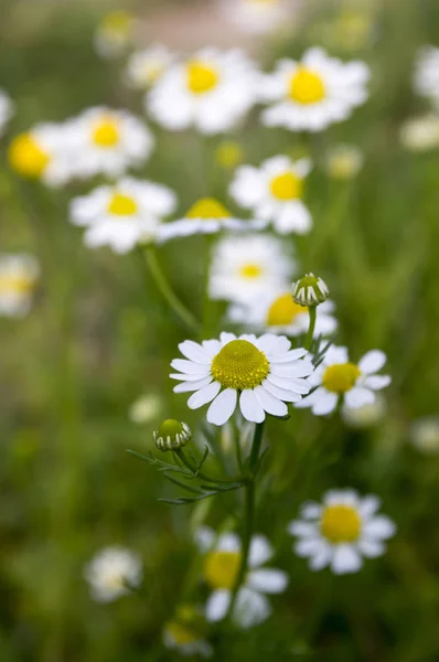 Matricaria Chamomilla Olasz Camomilla Német Kamilla Kamilla Magyar Kamilla Vad — Stock Fotó