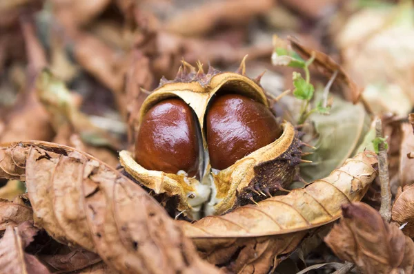 Aesculus Hippocastanum Brun Hästkastanjer Conker Träd Mogna Frukter Marken Gräs — Stockfoto