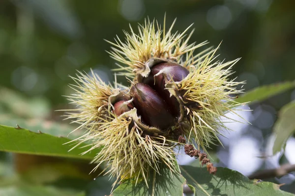 Castanea Sativa Tamme Kastanje Marron Vruchten Stekelige Napje Geopend Met — Stockfoto