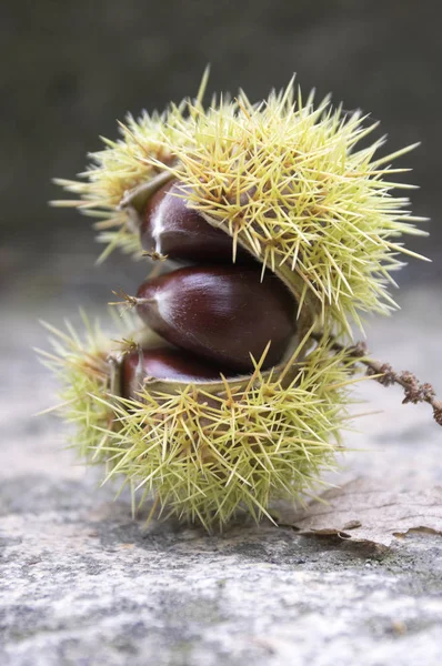 Castanea Sativa Castaño Dulce Frutos Marron Cúpula Espinosa Abierta Con — Foto de Stock