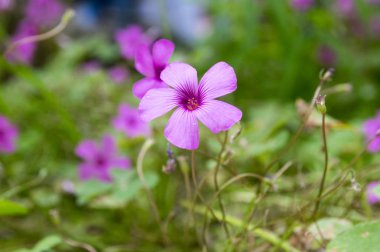 Oxalis debilis, Bloom büyük çiçekli pembe-kuzukulağı, pembe woodsorrel