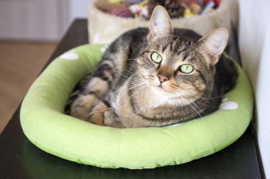 Mermer kedi beyaz pati izlerini, güzel kireç gözler, göz teması ile rahat yeşil kedi yatakta rahatlatıcı
