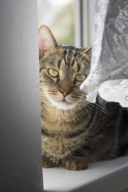 Pencere kenarında, şirin pisi yüz oturan kedi