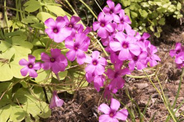Oxalis debilis, Bloom büyük çiçekli pembe-kuzukulağı, pembe woodsorrel