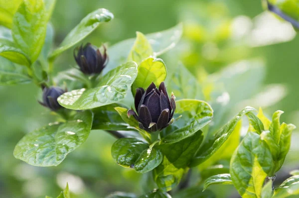 Sweetshrub Calycanthus Floridus Flowering Ornamental Flowers Green Bush — Stock Photo, Image