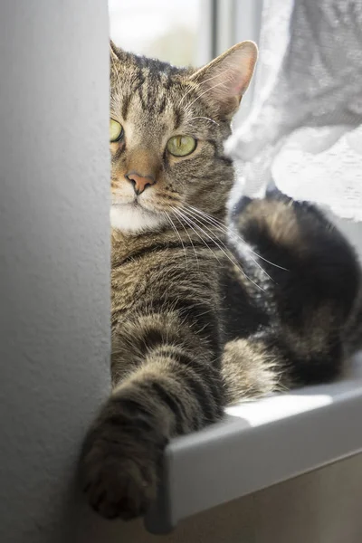 Cat Sitting Windowsill Cute Kitty Face — Stock Photo, Image