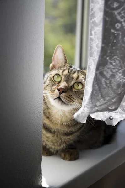 Cat Sitting Windowsill Cute Kitty Face — Stock Photo, Image