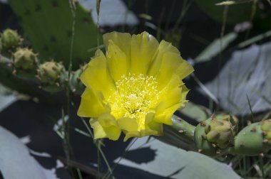Opuntia ficus-indica, kaktüs ficus-indica, Hint incir opuntia, Berberi incir, kaktüs armut, omurgasız kaktüs, inciri çiçek