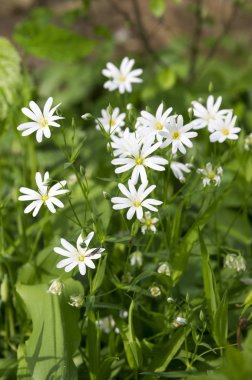 Stellaria holostea, the addersmeat, greater stitchwort, group of perennial flowers in bloom clipart