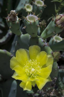 Opuntia ficus-indica, kaktüs ficus-indica, Hint incir opuntia, Berberi incir, kaktüs armut, omurgasız kaktüs, inciri çiçek