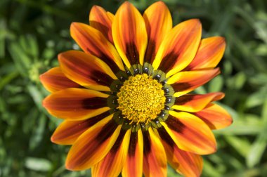 Gazania rigens, gazania çiçeği, hazine çiçek, çiçek yetenek mix