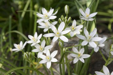 Tükürük otu umbellatum, Star-of-Bethlehem, çimen lily, öğlen, nap, 11: 00 lady