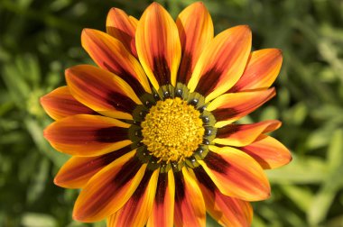Gazania rigens, gazania çiçeği, hazine çiçek, çiçek yetenek mix