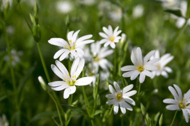 Stellaria holostea, addersmeat, büyük stitchwort, Grup bloom çok yıllık çiçekler