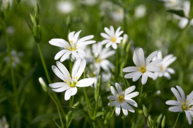 Stellaria holostea, the addersmeat, greater stitchwort, group of perennial flowers in bloom clipart