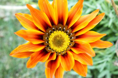 Gazania rigens, gazania çiçeği, hazine çiçek, çiçek yetenek mix