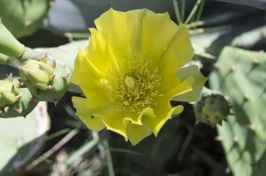 Opuntia ficus-indica, kaktüs ficus-indica, Hint incir opuntia, Berberi incir, kaktüs armut, omurgasız kaktüs, inciri çiçek