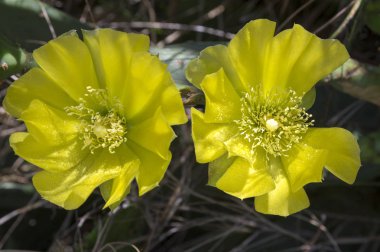Opuntia ficus-indica, kaktüs ficus-indica, Hint incir opuntia, Berberi incir, kaktüs armut, omurgasız kaktüs, inciri çiçek