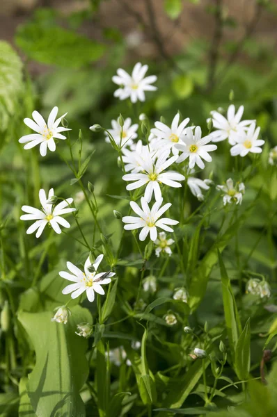 Stellaria Holostea Addersmeat Greater Stitchwort Group Perennial Flowers Bloom — Stock Photo, Image