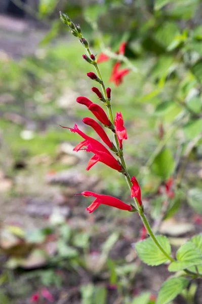 Salvia Viridis Annual Clary Orval Bloom — Stock Photo, Image