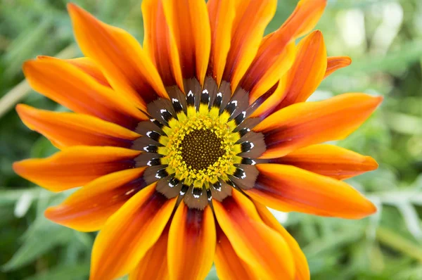 Gazania Rigens Gazania Splendens Fiore Del Tesoro Mix Talento Fiore — Foto Stock