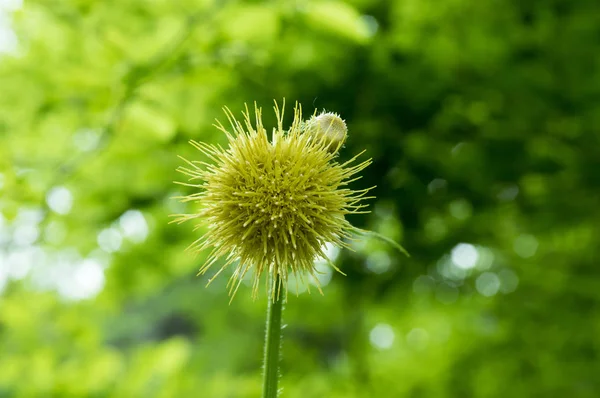 Carduus Erisithales Cirsium Erisithales Chardon Jaune Mélancolique Plante Herbacée Vivace — Photo