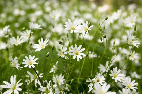 Stellaria Holostea Addersmeat Büyük Stitchwort Grup Bloom Çok Yıllık Çiçekler — Stok fotoğraf