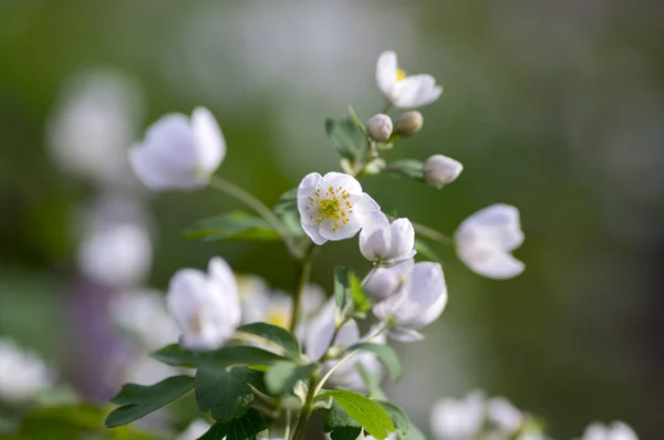 Rue Leaved Isopyrum Springtime Flower Group White Flowering Plants Green — Stock Photo, Image