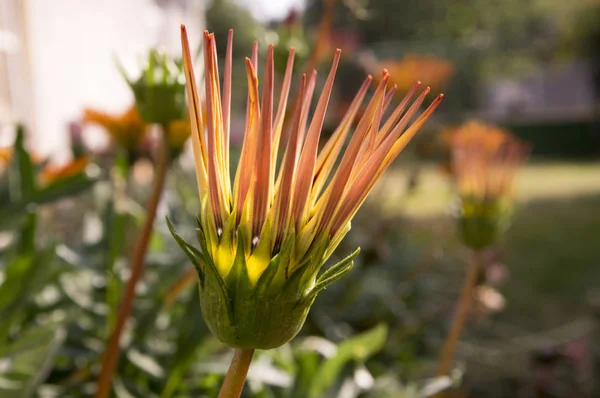 Gazania Rigens Gazania Splendens Flor Del Tesoro Mezcla Talentos Flor — Foto de Stock