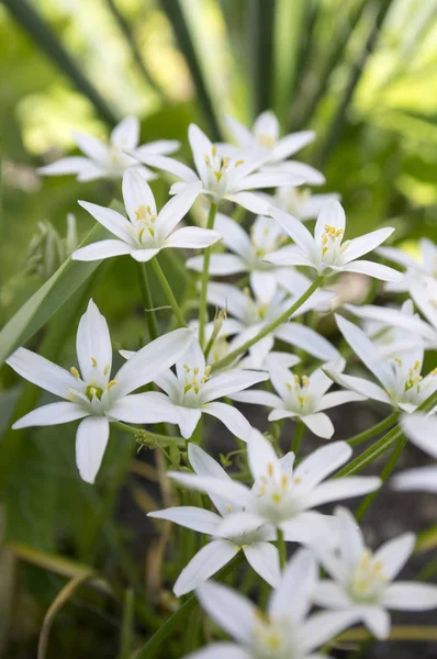 Ornithogalum Umbellatum Star Bethlehem Lírio Relvado Sesta Meio Dia Senhora — Fotografia de Stock