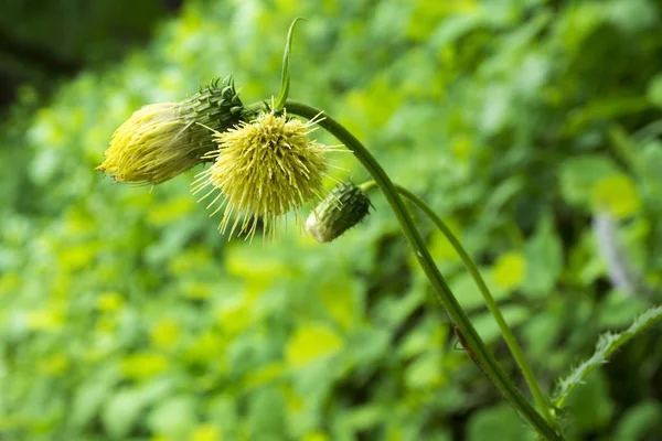 Carduus Erisithales Cirsium Erisithales Yellow Melancholy Thistle Perennial Herbaceous Plant — Stock Photo, Image